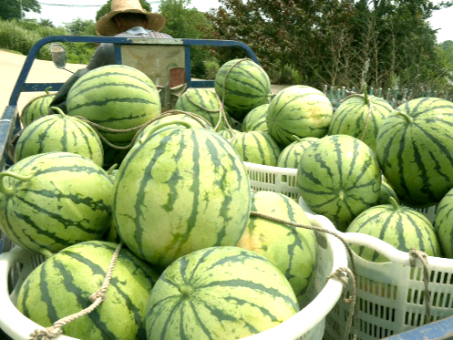 君山區：又是一年“吃瓜”季 崇慶村的西瓜成熟啦！